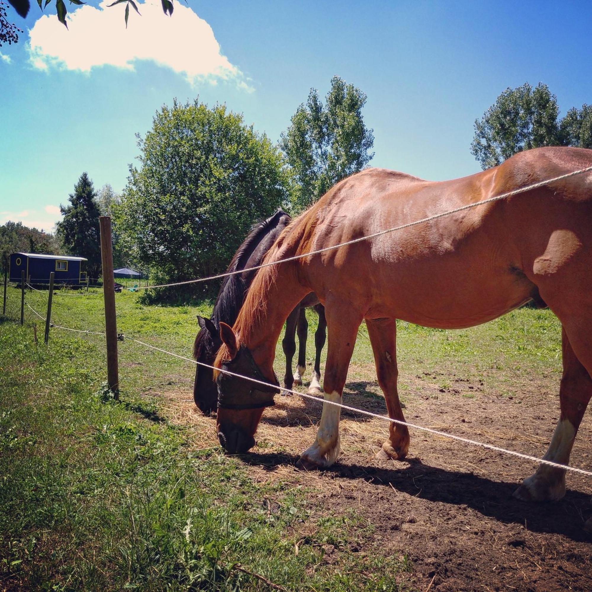 Le Gite Au Pied Des Chevaux Baugé Extérieur photo